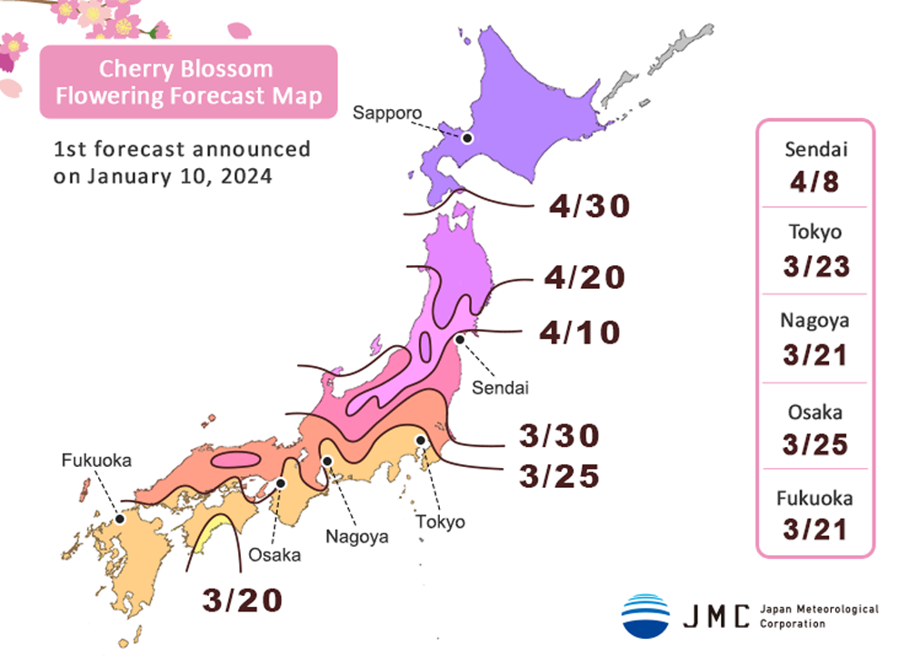 cherry blossom japan 2024–3