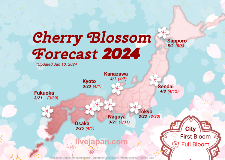 cherry blossom japan 2024