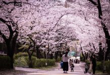 When is the best time to visit South Korea? — The best, worst, affordable & best season to visit Korea