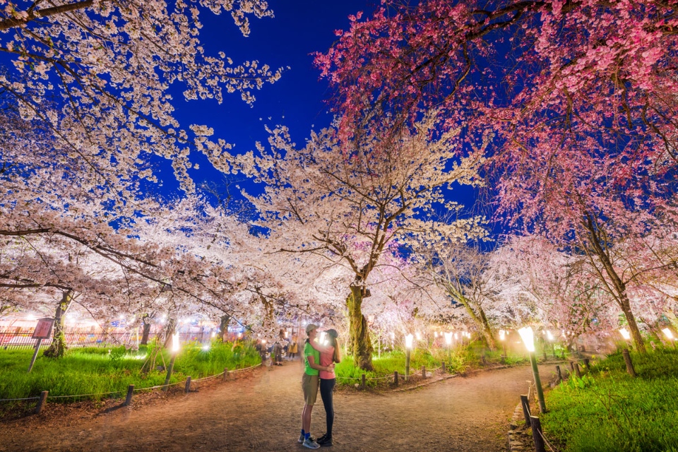 Hirano Shrine cherry blossom