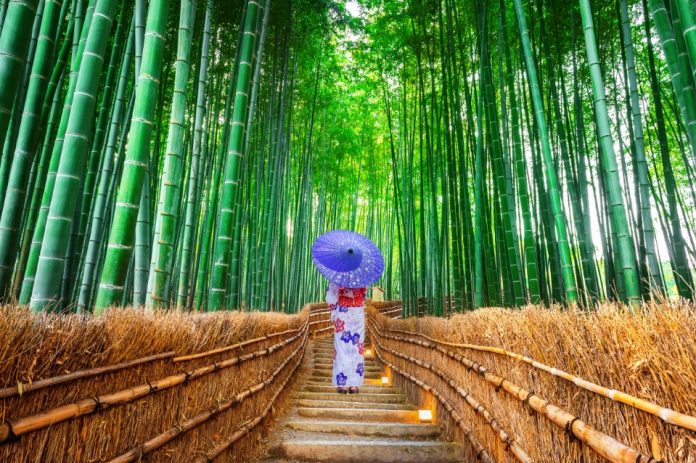 1691904649-arashiyama-bamboo-grove (1)