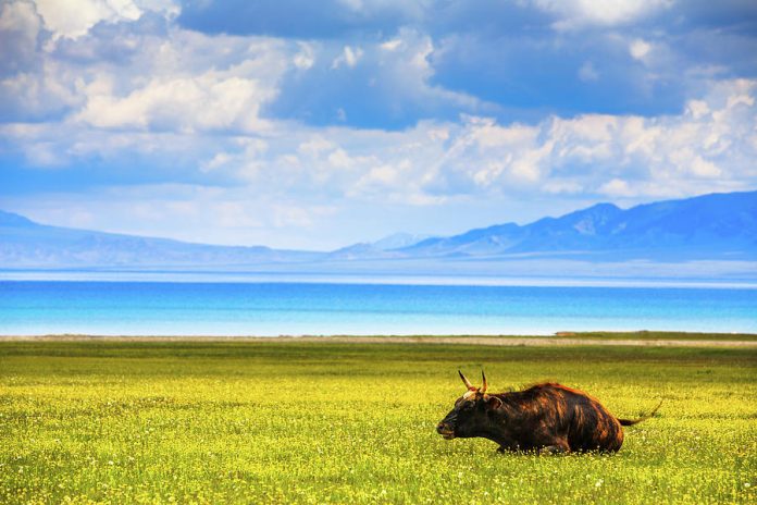 Sailimu lake xinjiang fineartamerica.com