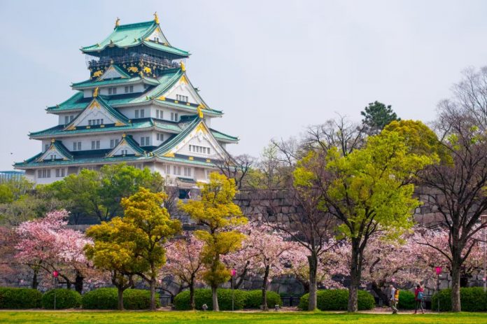 osaka castle spring cherry (1)