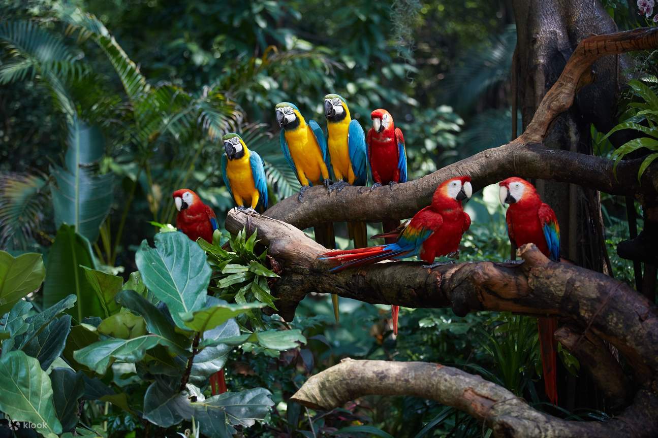 2Chimelong Bird Park – Guangzhou