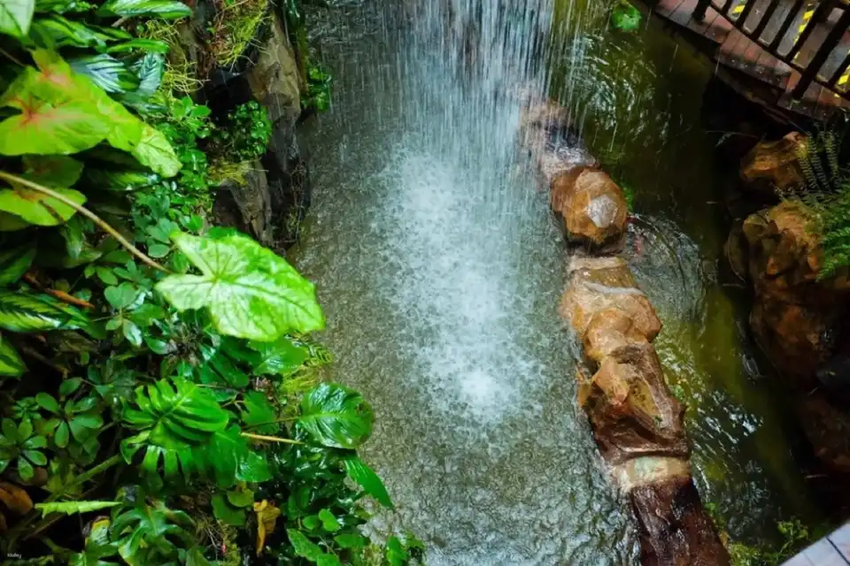 9Zhengjia Tropical Forest Ecological Botanical Garden (1)