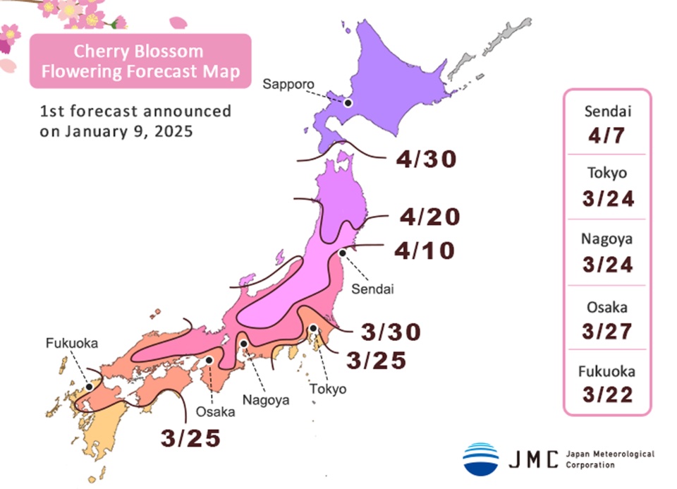 japan cherry blossom 2025-8 (1)3