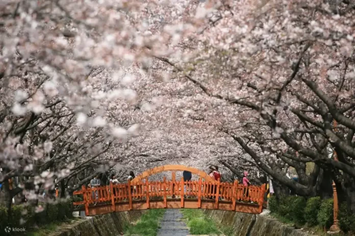 Gyeongsang cherry blossom2