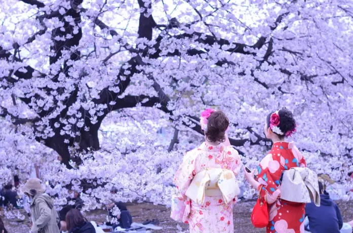japan-hanami-season japan cherry