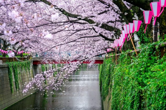 Cherry blossom along Meguro river 3cherry-blossom-tokyo_3merugo river japan