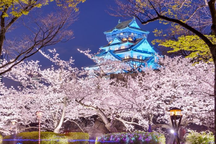 osaka castle cherry blossom