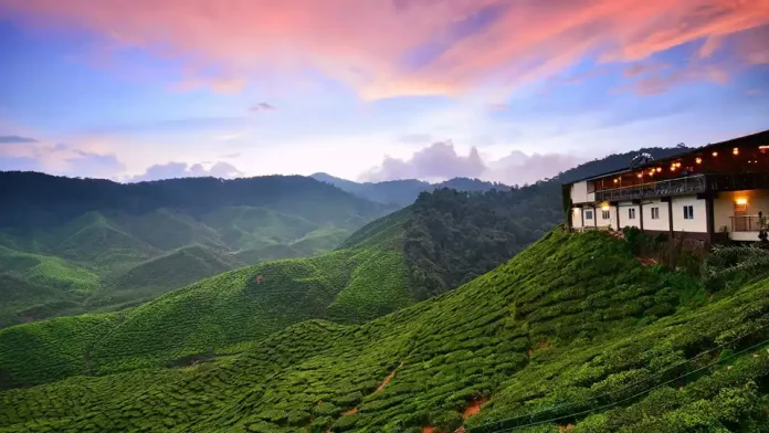 cameron-highlands malaysia (1)