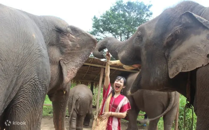 Chiang Mai Kerchor Elephant Eco Park Tour (from Chiang Mai) 3