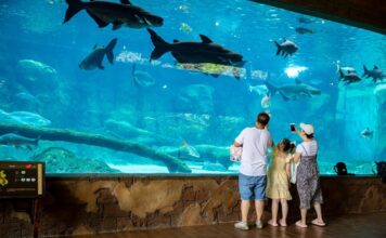 The COMPLETE Guide to River Wonders Singapore: Top Things to Do, See, Tips & MORE
