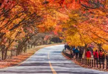 Where to see autumn leaves in Korea: 21+ Most beautiful & best places to see autumn leaves in Korea