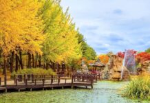 Nami Island in autumn 2025: Best time to visit, How to get there, Tips & What to do in Nami Island during autumn
