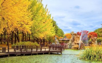 Nami Island in autumn 2025: Best time to visit, How to get there, Tips & What to do in Nami Island during autumn