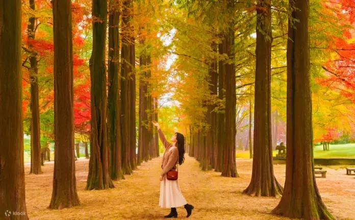 nami island autumn south korea seoul (1)