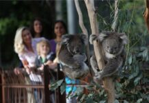 Melbourne best zoo: Top 5 best zoos in Melbourne Worth Visiting
