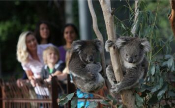 Melbourne best zoo: Top 5 best zoos in Melbourne Worth Visiting