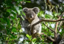 Sydney best zoo: Top 5 most famous & best zoos in Sydney Attracting Many Visitors