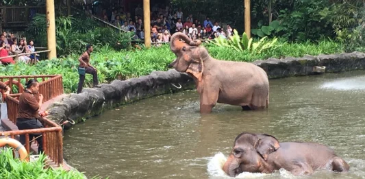 The super guide to Mandai Wildlife Reserve Singapore